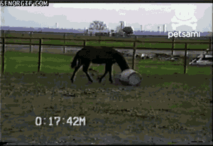 horse gets a bucket stuck on its head fail gif