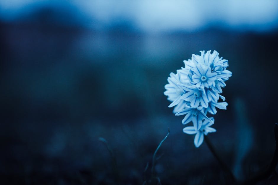 blue flower - Enjoy The Little Things