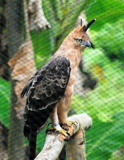 Jenis burung elang di indonesia yang belum anda ketahui