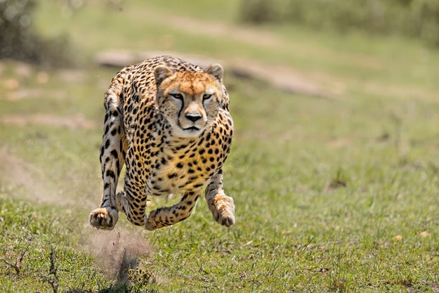 Cheetahs are fearless masters of the animal kingdom, right?