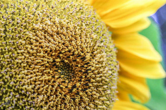 macro nature sunflower
