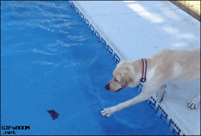 dog pawing at a leaf falls into a pool