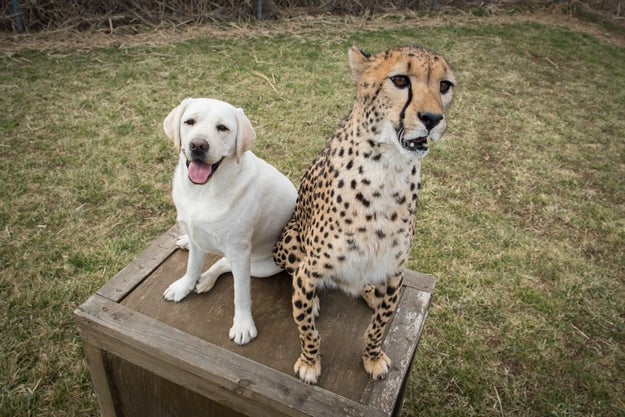 It turns out, some cheetahs are just anxious balls of nerves, just like you and me. And just like you and me, cheetahs turn to calming presence of dogs to help them chill out.