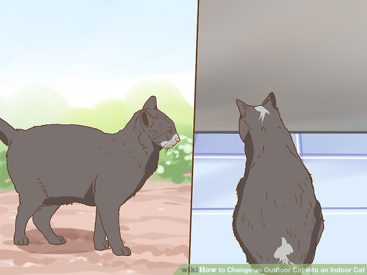Change an Outdoor Cat Into an Indoor Cat Step 4.jpg