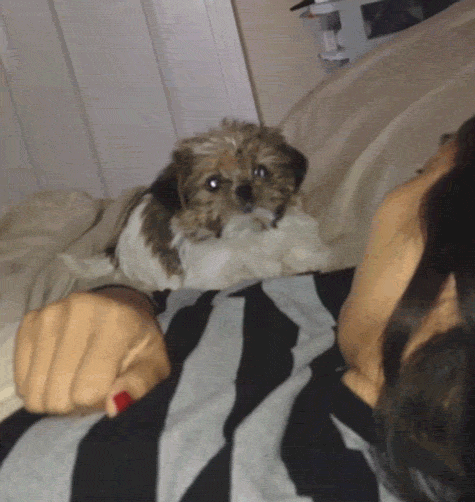 puppy gets scared and falls of a bed