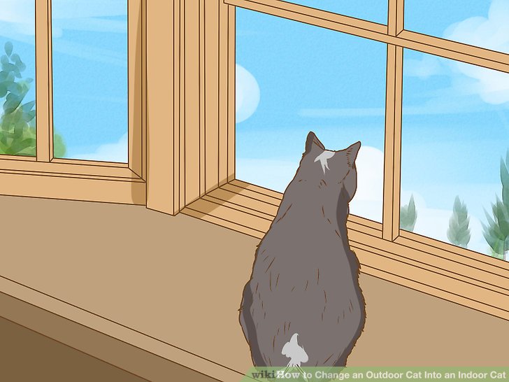Change an Outdoor Cat Into an Indoor Cat Step 12.jpg