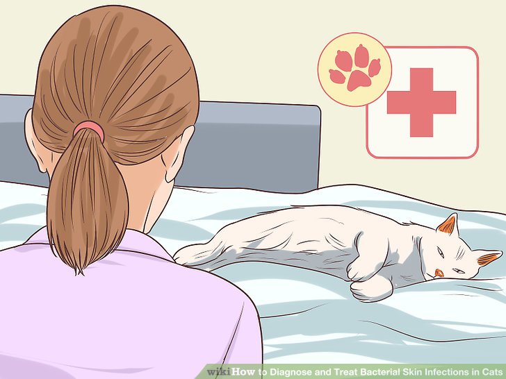 Diagnose and Treat Bacterial Skin Infections in Cats Step 8.jpg