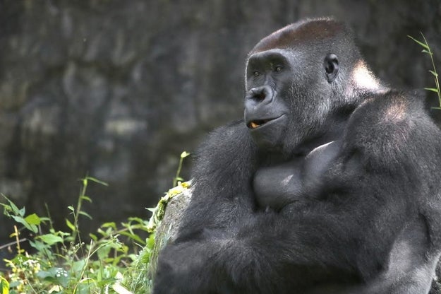 This is Zola, a 14-year-old gorilla at the Dallas Zoo in Texas who arrived from the Calgary Zoo in 2013. Both zoos told BuzzFeed News they were struck by Zola's unique and inspiring dancing abilities.