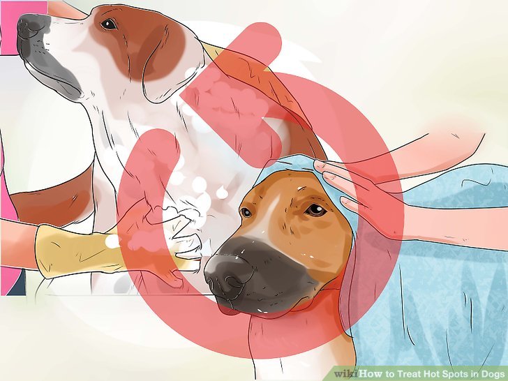 Treat Hot Spots in Dogs Step 11.jpg