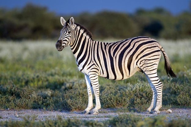 Zebras: You know 'em, you love 'em.