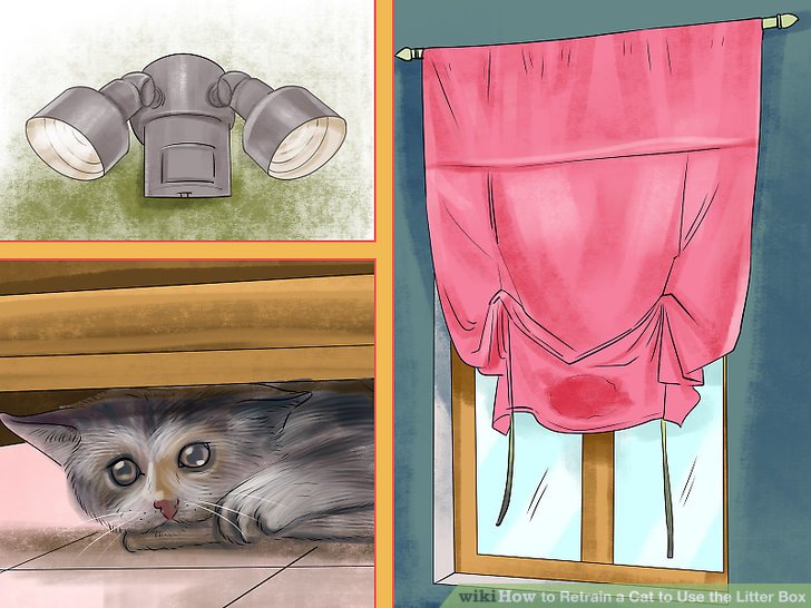 Retrain a Cat to Use the Litter Box Step 7 Version 4.jpg