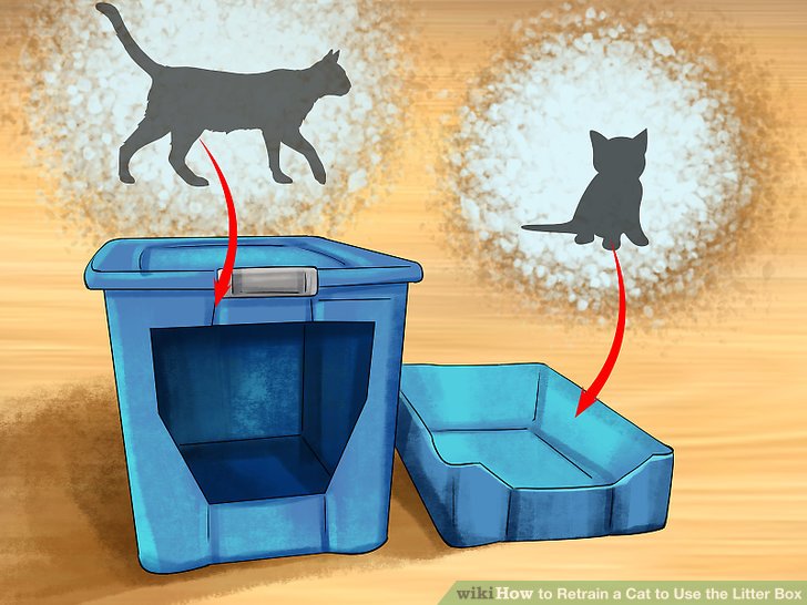 Retrain a Cat to Use the Litter Box Step 13 Version 2.jpg