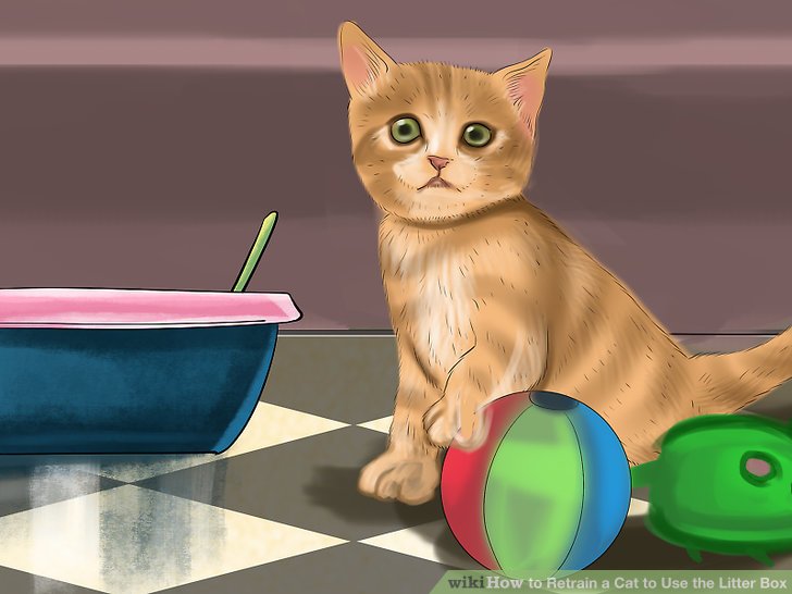 Retrain a Cat to Use the Litter Box Step 2 Version 4.jpg