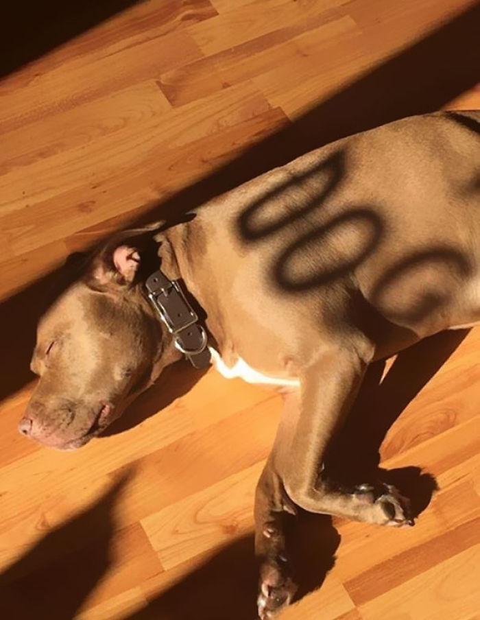 The Shadow Correctly Labels This Dog