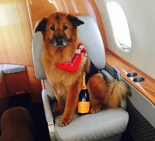 Chelsea Handler's dog Chunk, sitting pretty inside of his private jet, about to pop open a bottle of bubbly.