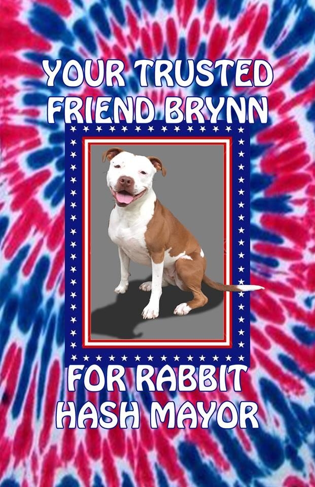 According to her owner/campaign manager, Jordie Bamforth, Brynn ran a campaign based on "peace, love, and understanding."