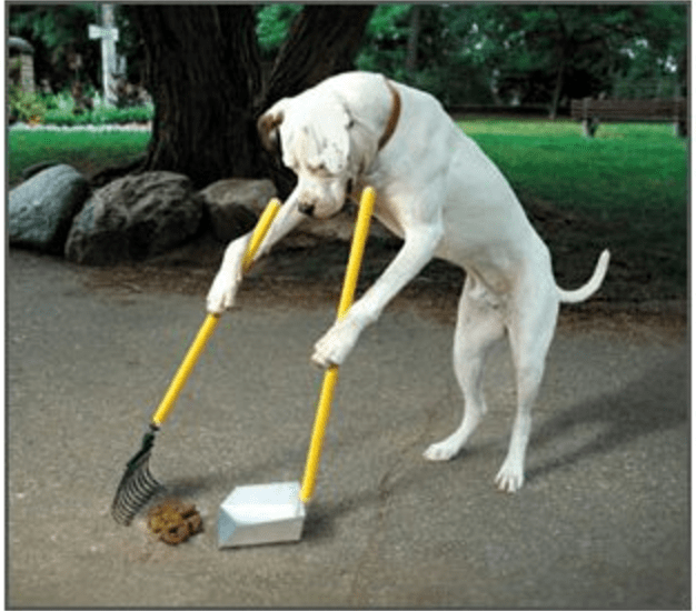 a photo of a large dog shoving up his own poop and cleaning - cover for a hashtag tread happening on unlikely tricks you can teach your pet