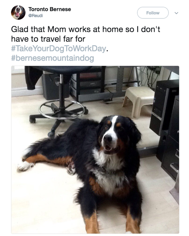 And others work from home and have 24/7 dog access.