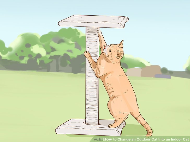 Change an Outdoor Cat Into an Indoor Cat Step 1.jpg