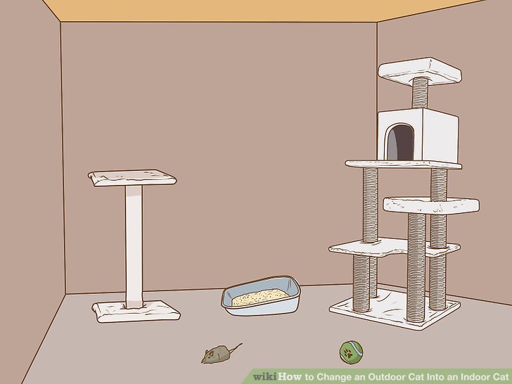 Change an Outdoor Cat Into an Indoor Cat Step 14.jpg