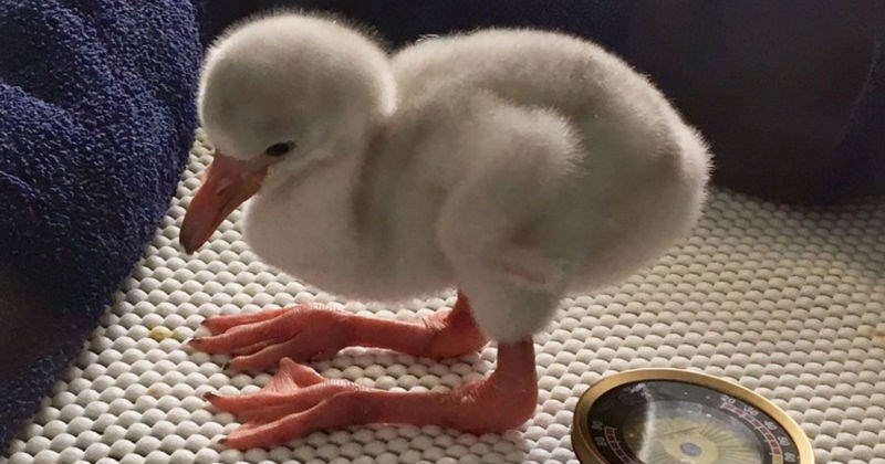 Baby flamingo is extremely cute and trying to be an adult so hard.