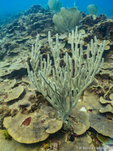 The stalk of the black sea rod has a dark brown or black color with light cream polyps.