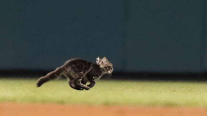 kitten-disrupts-baseball-game-busch-stadium-13