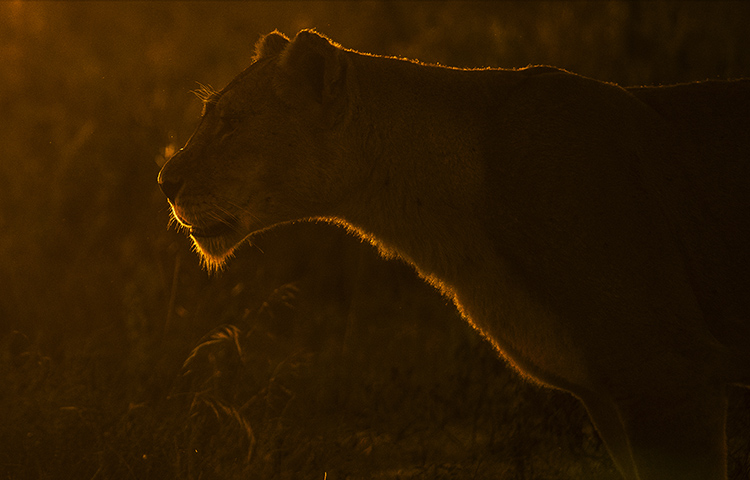 How to do More Creative Wildlife Photography by using Rim Lighting 