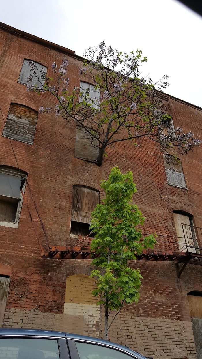 A Tree Grows From Third Floor Window