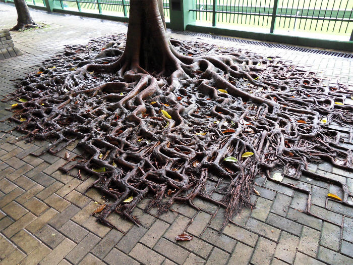 A Tree's Root Spill Over The Sidewalk