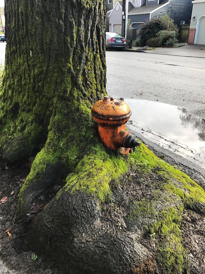 This Tree Grew Around A Fire Hydrant