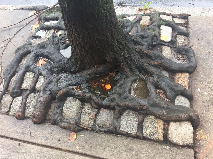 This Tree's Roots Grew Up Through The Gaps In The Paving Stones