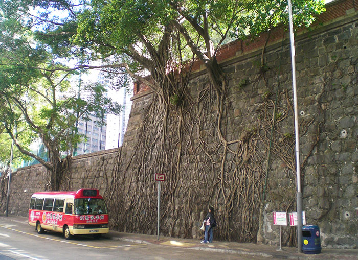 HK Forbes Street Kennedy Town Stone Wall Trees