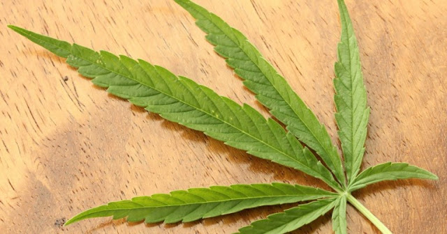Cannabis As Medicine: How CBD (Cannabidiol) Benefits The Brain and Nervous System