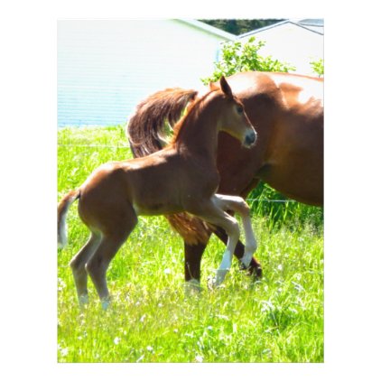 Horse Pony Baby Foal Cute Letterhead