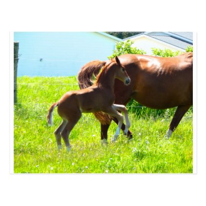 Horse Pony Baby Foal Cute Postcard