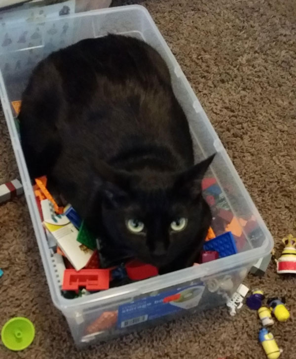 Either my Legos are defective or my cat is impervious to pain