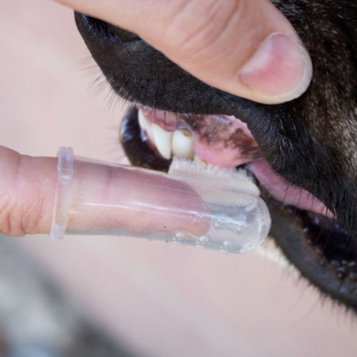 FREE Rubber Finger Toothbrush: Perfect for Dogs Who Hate Regular Toothbrushes *SUPPLIES LIMITED*
