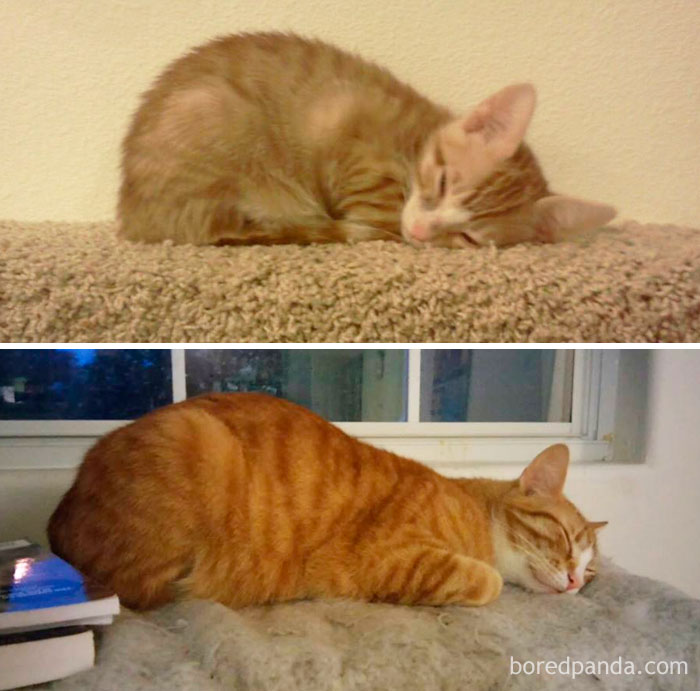 2 Years Later, Not Much Has Changed But His Size. He Still Loves The Same Sleeping Position