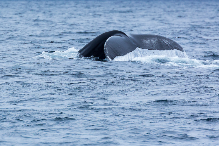 Troubleshooting 4 Tricky Photography Situations What Would You Do - humpback whale tail