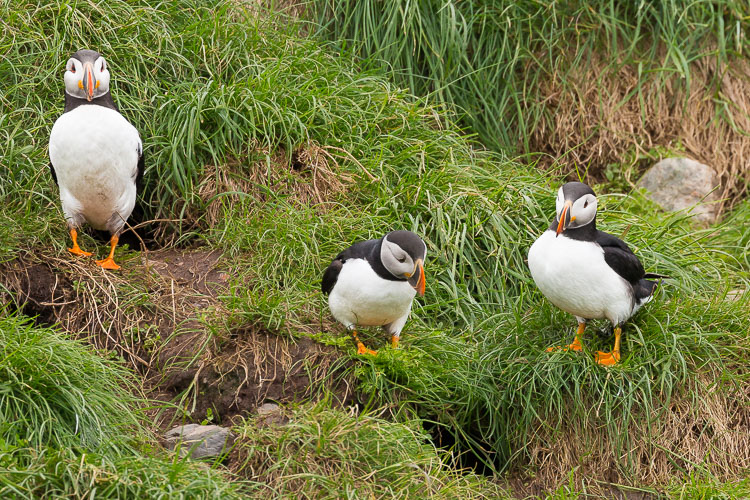 Troubleshooting 4 Tricky Photography Situations What would you do - puffins