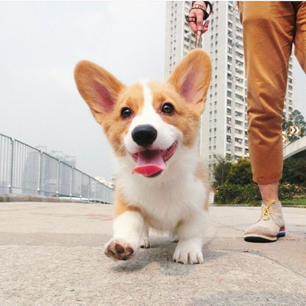 Longing for the self-assured swagger of a corgi? Look no further than this comprehensive guide.