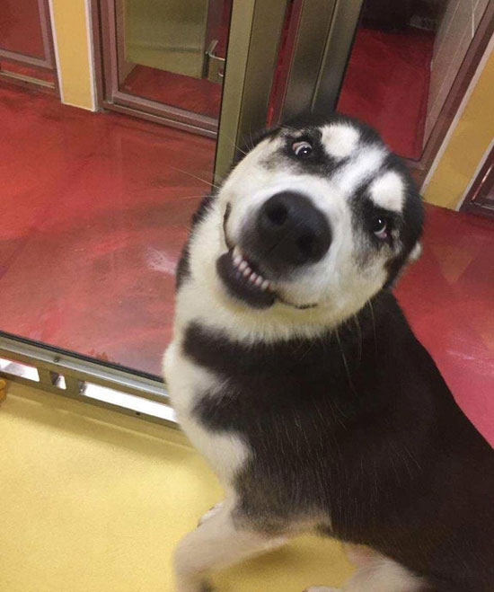 My parents still don't have power after hurricane Irma so they sent our husky to a local doggy daycare to enjoy some air conditioning