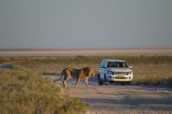 lion approaching car