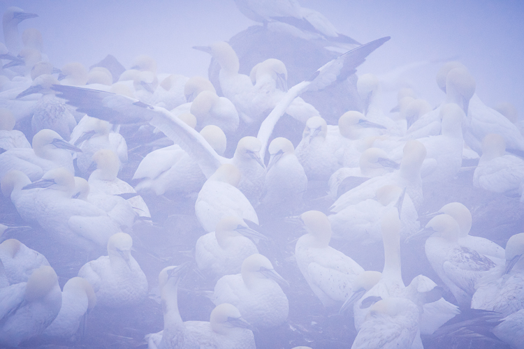 Troubleshooting 4 Tricky Photography Situations - processed gannets