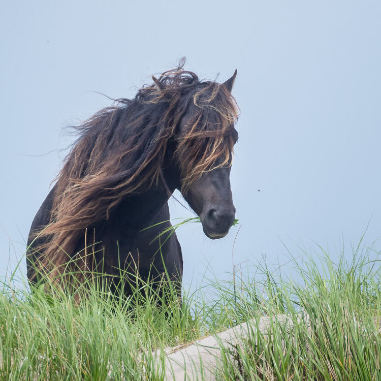 Troubleshooting 4 Tricky Photography Situations - Sable Island Stallion