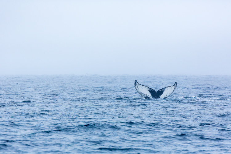 Troubleshooting 4 Tricky Photography Situations - What Would You Do? - humpback whale