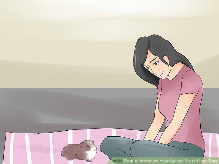 Introduce Your Guinea Pig to Floor Time Step 16.jpg