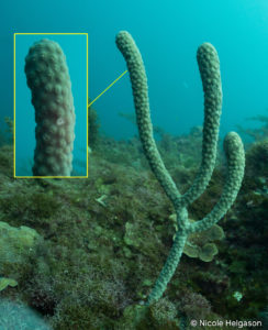 This coral is easiest to identify when the polyps are retracted. You will see a split pore instead of a circular opening in the coral’s rind.
