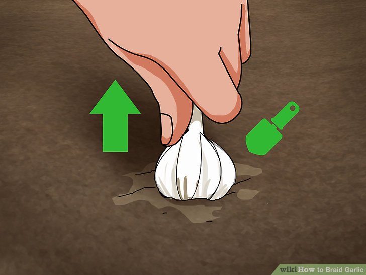 Braid Garlic Step 14.jpg